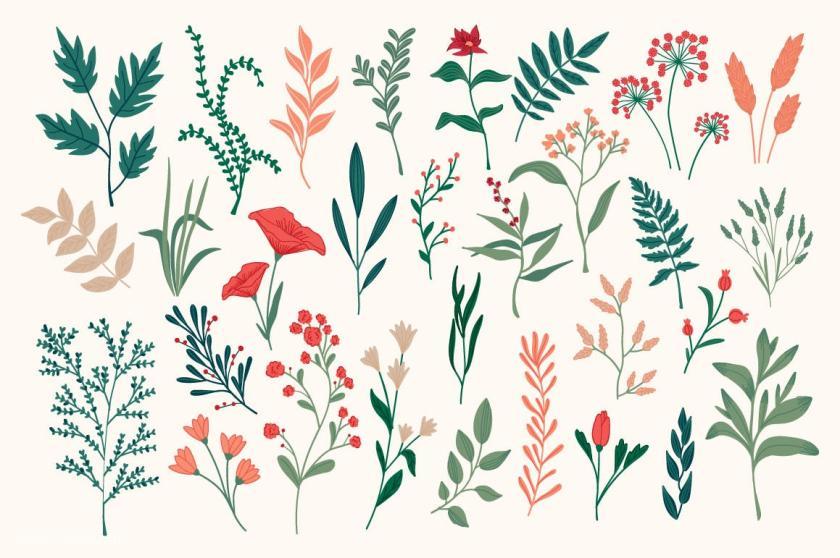 25xt-126163 CollectionHandDrawnFloralDecorativeElementz5.jpg