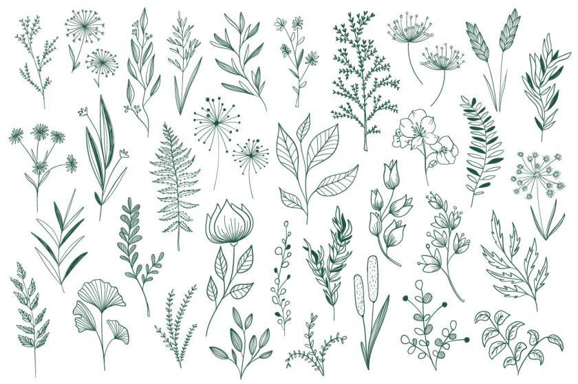 25xt-126164 CollectionHandDrawnFloralDecorativeElementz10.jpg