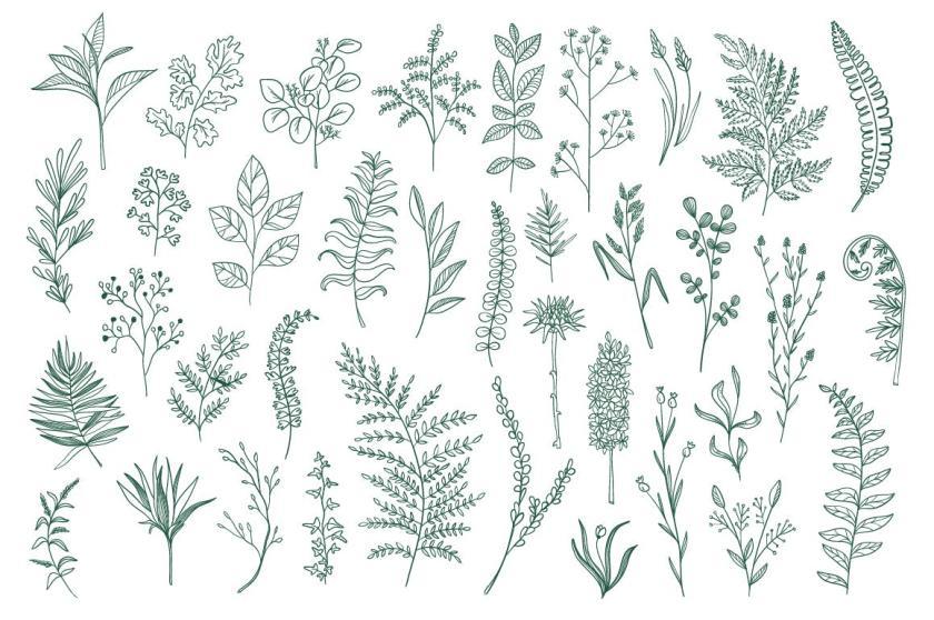25xt-126164 CollectionHandDrawnFloralDecorativeElementz12.jpg