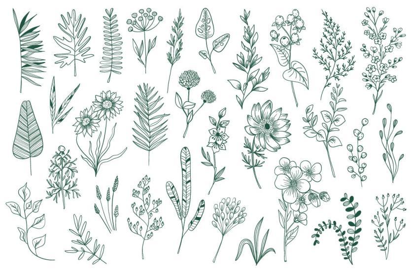 25xt-126164 CollectionHandDrawnFloralDecorativeElementz3.jpg