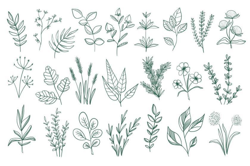 25xt-126164 CollectionHandDrawnFloralDecorativeElementz4.jpg