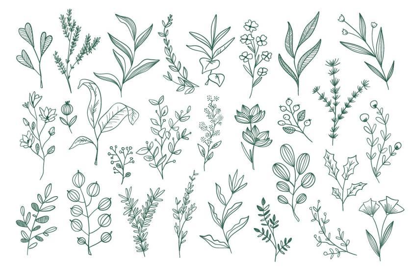 25xt-126164 CollectionHandDrawnFloralDecorativeElementz5.jpg