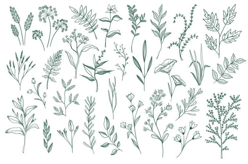 25xt-126164 CollectionHandDrawnFloralDecorativeElementz6.jpg