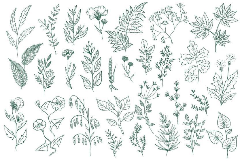 25xt-126164 CollectionHandDrawnFloralDecorativeElementz8.jpg