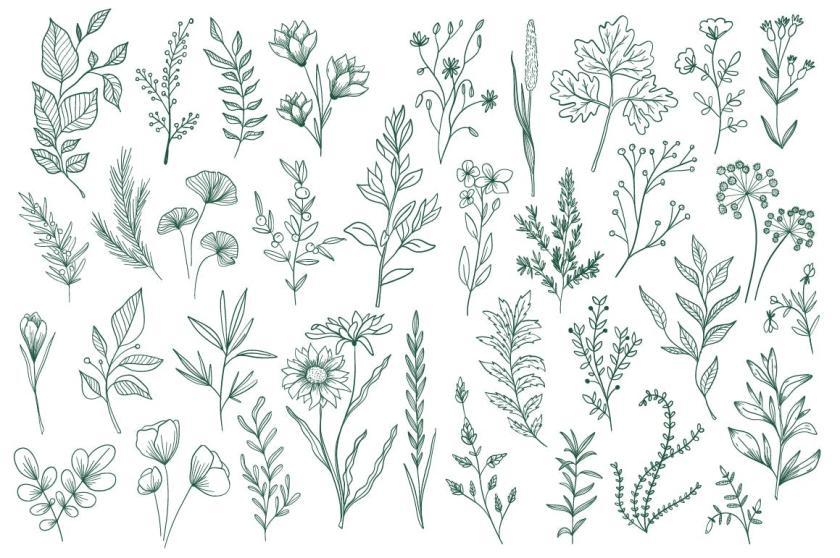 25xt-126164 CollectionHandDrawnFloralDecorativeElementz9.jpg