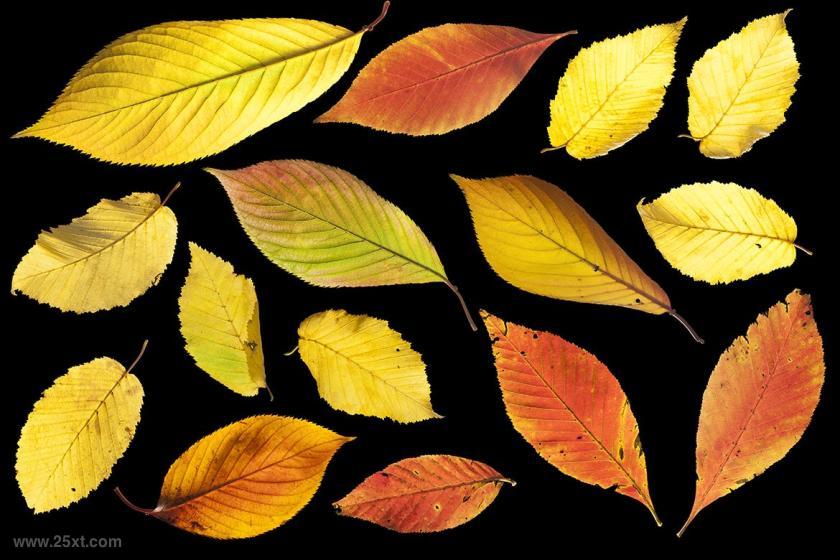 25xt-612362 139IsolatedAutumnLeavesz6.jpg