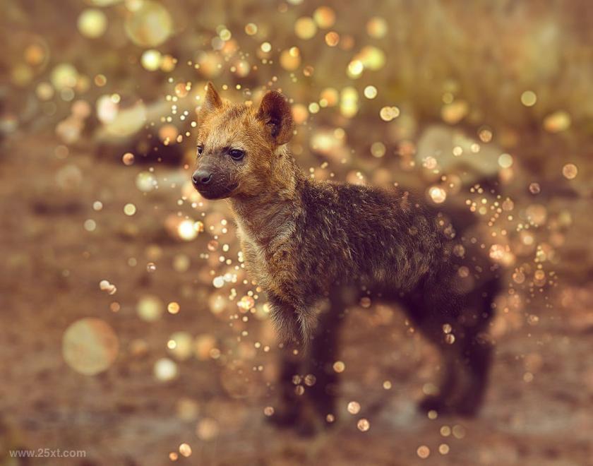 25xt-710423 Bokeh2PhotoshopActionz8.jpg