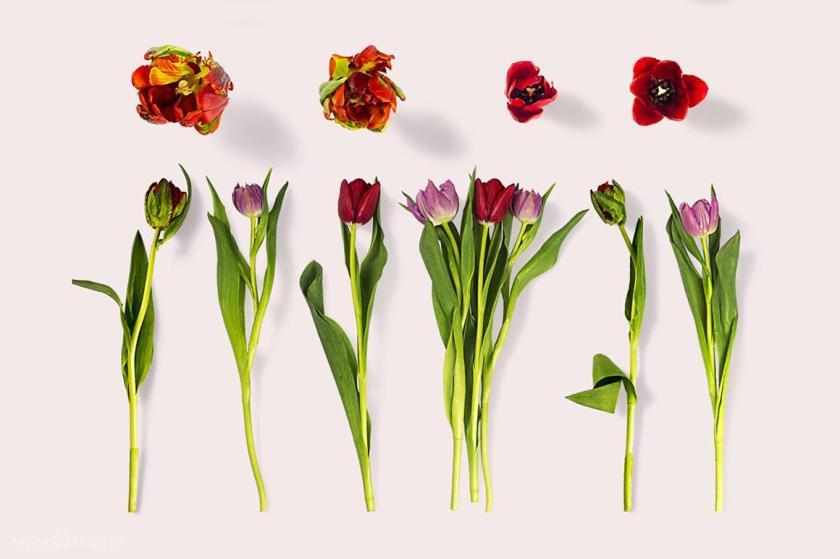 25xt-611845 FlowerMarketClipartCollectionz7.jpg