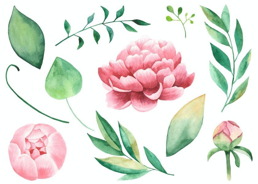 25xt-160423 WatercolorPeoniesflowersz6.jpg