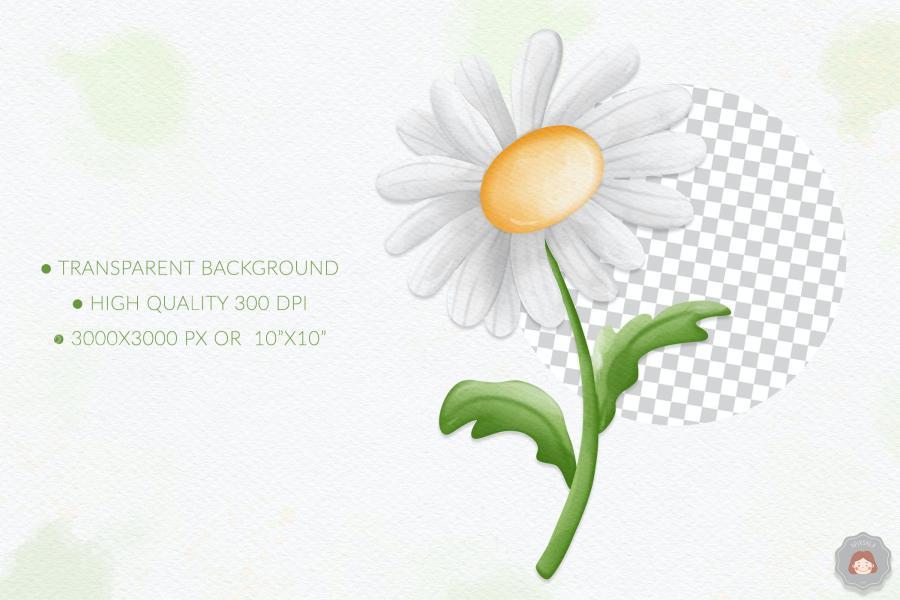 25xt-164459 Watercolor-Daisy-Flower-Spring-Clipart-Collectionz4.jpg
