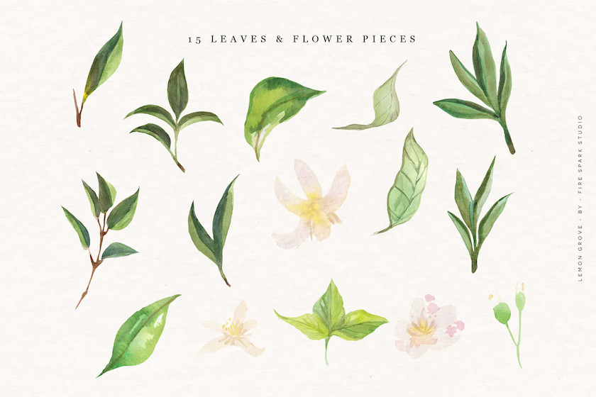 Lemon Grove Watercolor Illustrations 4.jpg