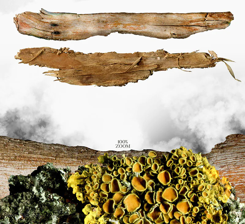 25xt-484477 25 Natural Objects12.jpg
