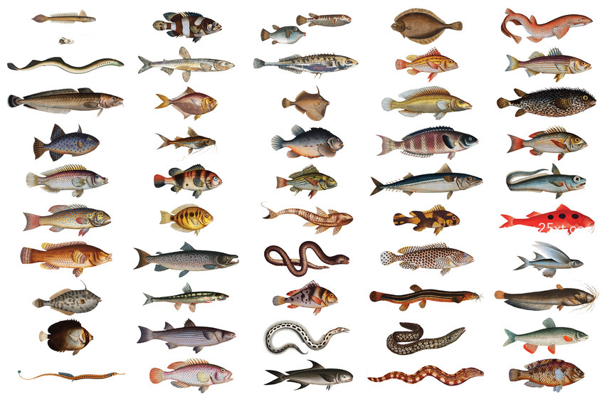 25xt-485747-500+ Vintage Fish Illustrations10.jpg