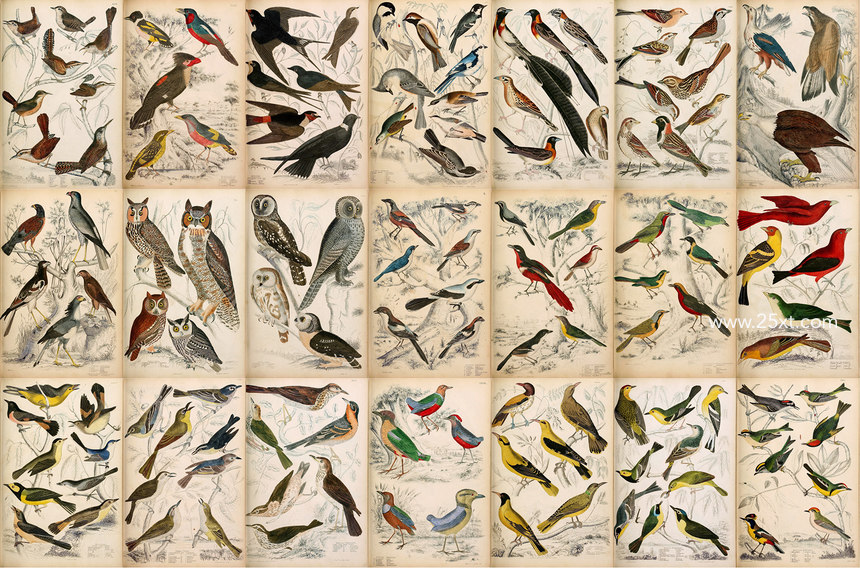 25xt-485746-A Journal of Natural History Illustrations7.jpg