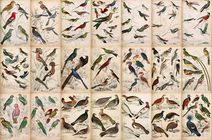 25xt-485746-A Journal of Natural History Illustrations8.jpg